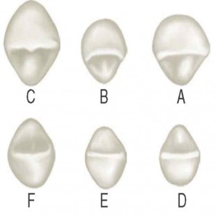 Image for Decidous Upper BDR